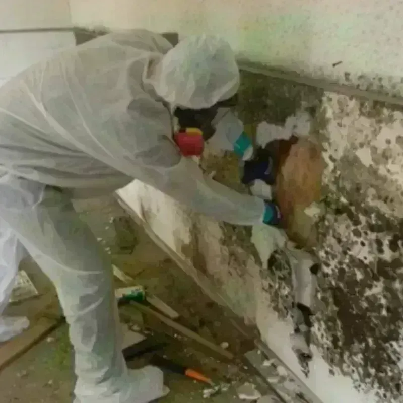 Mold Remediation and Removal in Carver, MA